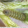 callophrys rubi larva1 rost